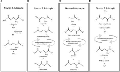 Revealing the contribution of astrocytes to glutamatergic neuronal transmission